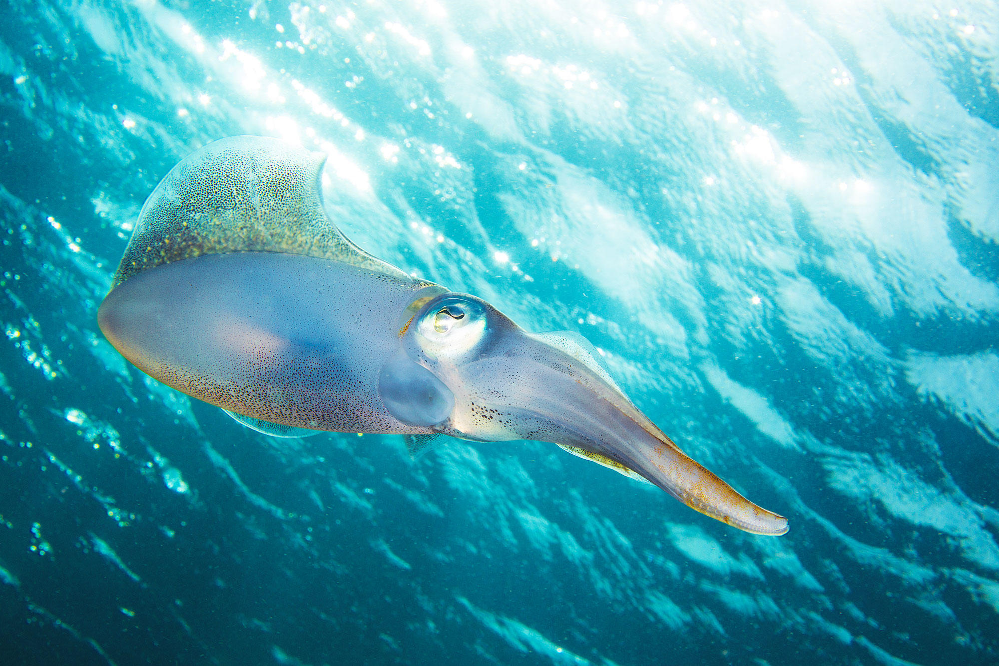 image calamar-calamar en pleine mer